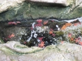 Snsm océarium 18 061