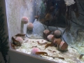 Snsm océarium 18 074