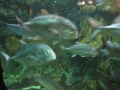 Snsm océarium 18 078