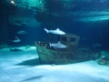 Snsm océarium 18 093
