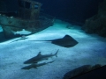 Snsm océarium 18 094