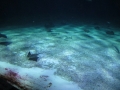 Snsm océarium 18 098