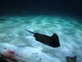 Snsm océarium 18 099
