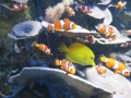 Snsm océarium 18 105
