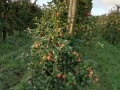 IMG_20211004_093438
