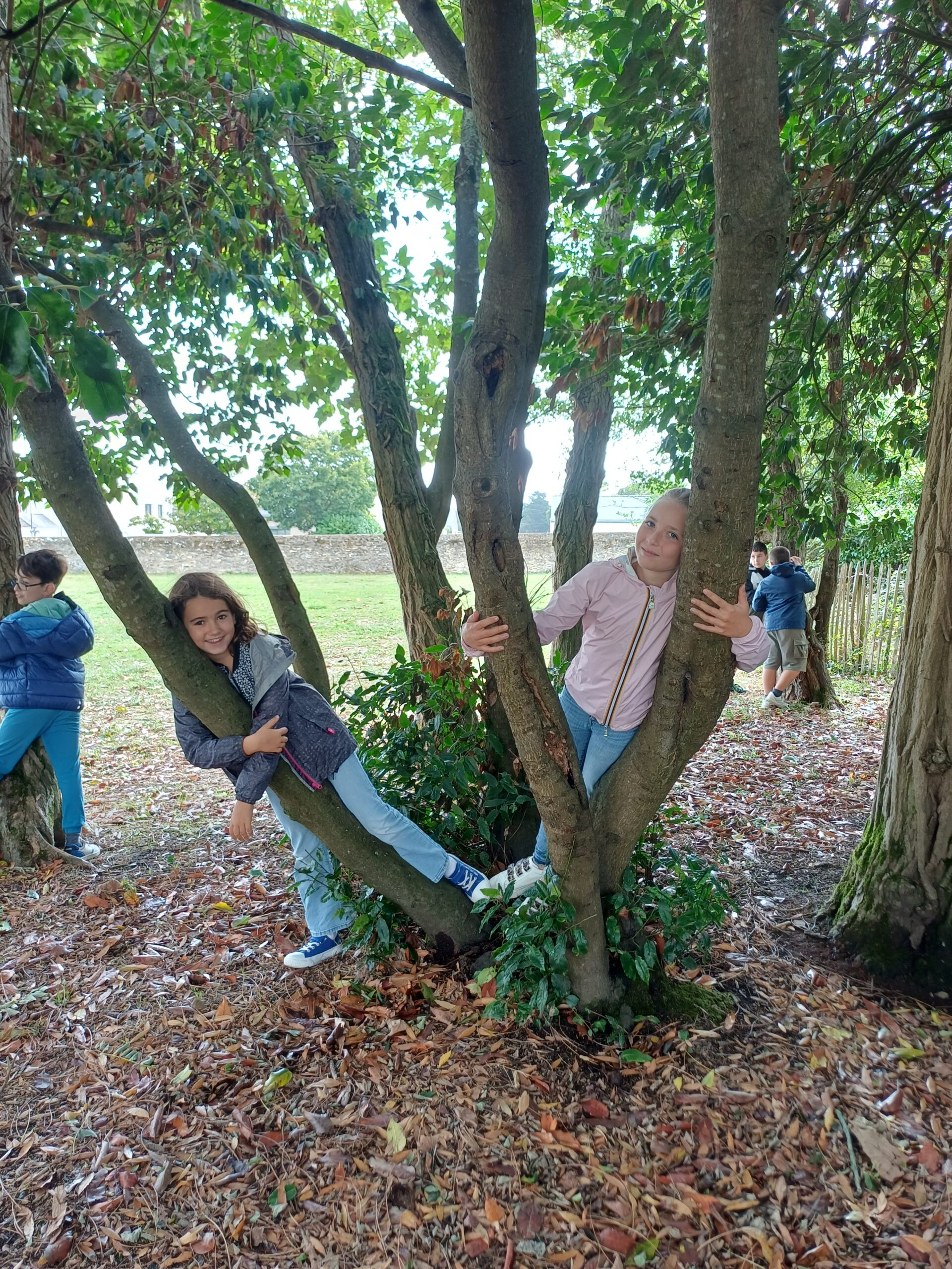 Ecole du dehors – les élèves retrouvent leurs arbres