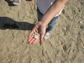 Le palandrin 048