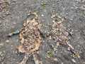 IMG-20231124-WA0016