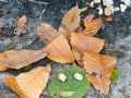 IMG-20231124-WA0017