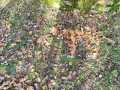 IMG-20231124-WA0032