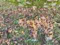 IMG-20231124-WA0036